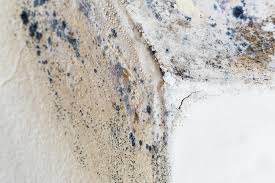 Best Mold Prevention Services in Spencerville, MD